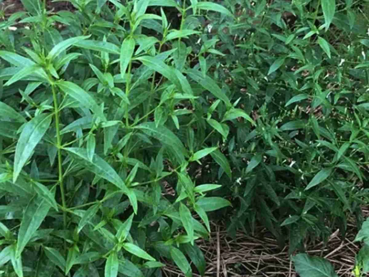 কালমেঘ: প্রকৃতির এক আশ্চর্য ভেষজ ওষুধ