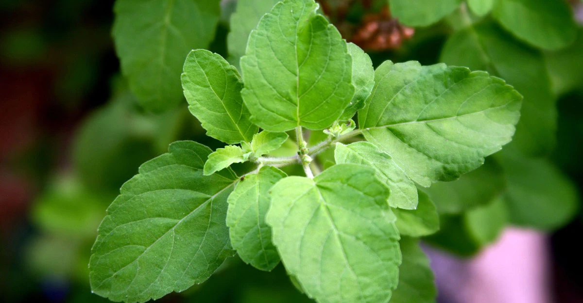 "তুলসী চা দিয়ে দিন শুরু করুন, স্ট্রেস রাখুন দূরে"